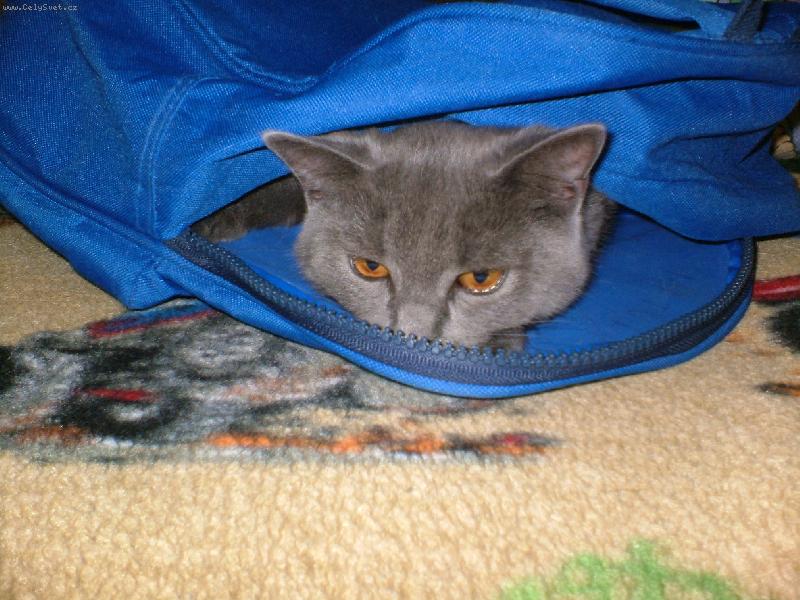 Foto: kuk-kuk na sv�t