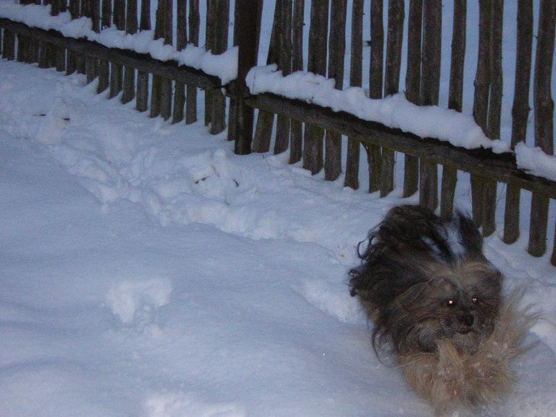 Foto: CH.BARLEY Corazor Bohemia-Ps�k plemene LHASA APSO jinak ne� na v�stav�...