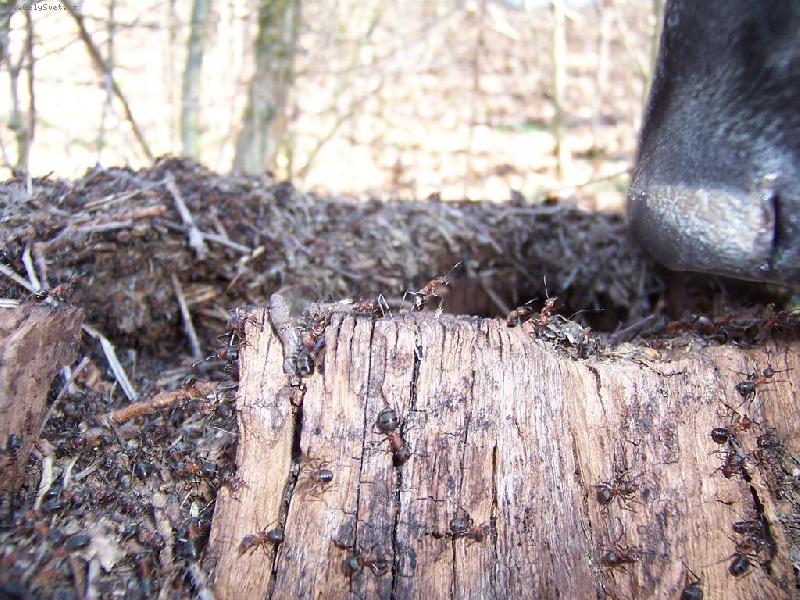 Foto: nestrkej tam �um�k!!-cirda  pozn�v� mravence.