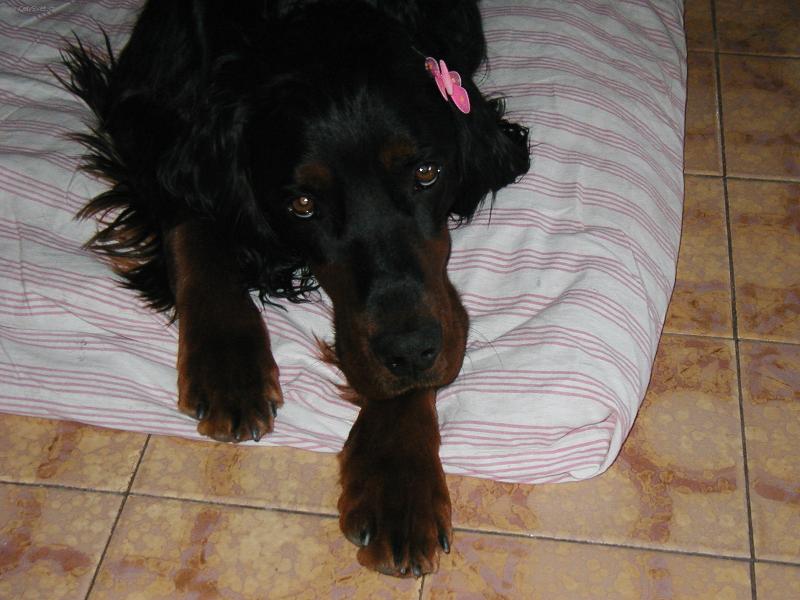 Foto: Poklad v dlani-Fretka