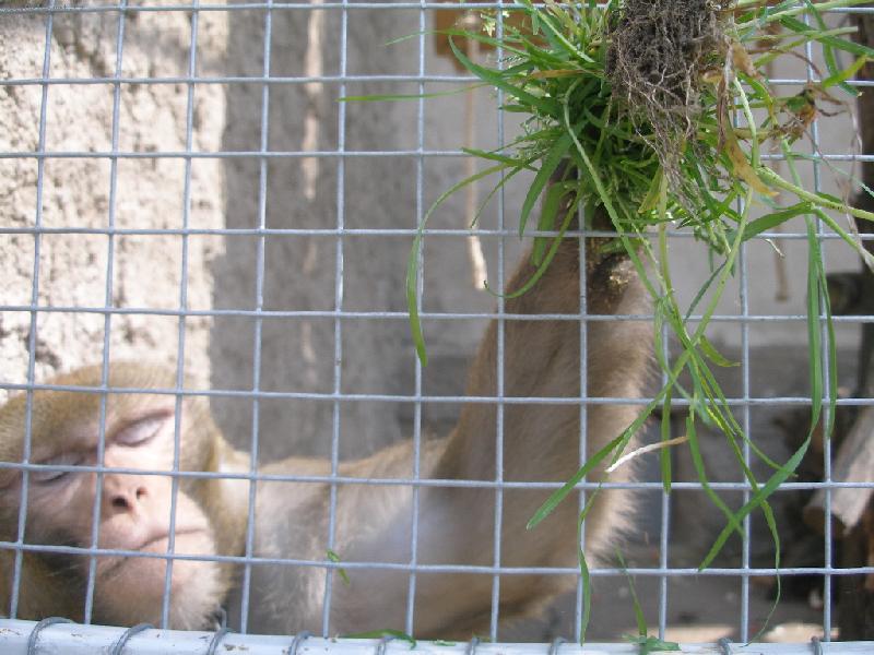 Foto: Na�e zv�dav� opi�ka Mamina