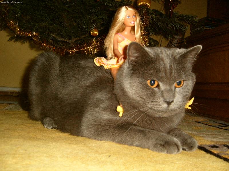 Foto: Osedlan� Dale-panenka na ko�ce na v�noce