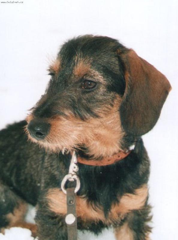 Foto: Jezev��k-Jezev��k a zima