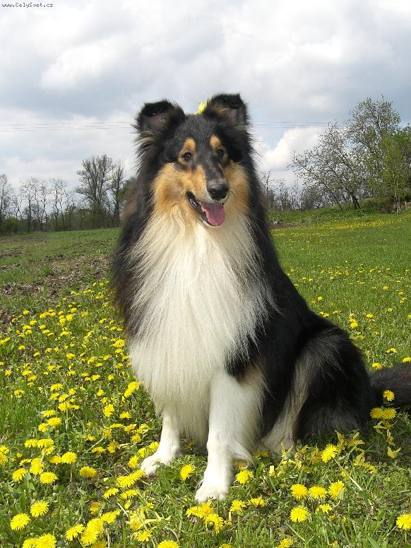 Foto: Ulvar black Vermiko-:-)