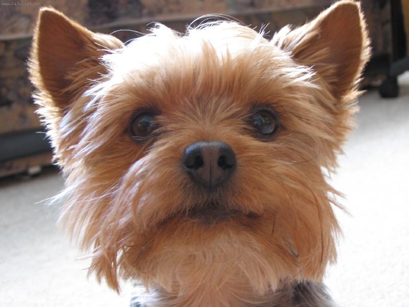 Foto: M�j mil�ek:-)-No nen� to zlat��ko...?