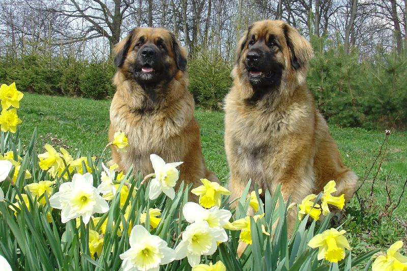 Foto: Sestricky-Alma B. a Cacorka H. Bora z Miloticek