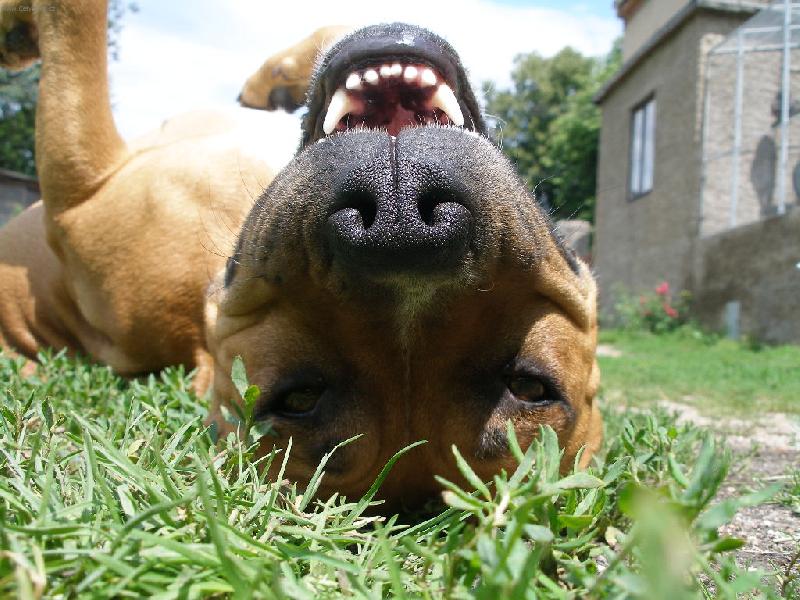 Foto: �sm�v-Na�e Kesynka se sna�ila napodobit up�ra =D