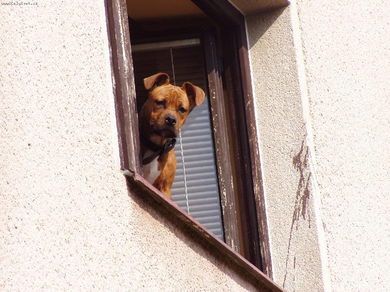 Foto: Hl�da� dom�c�-Hl�d�