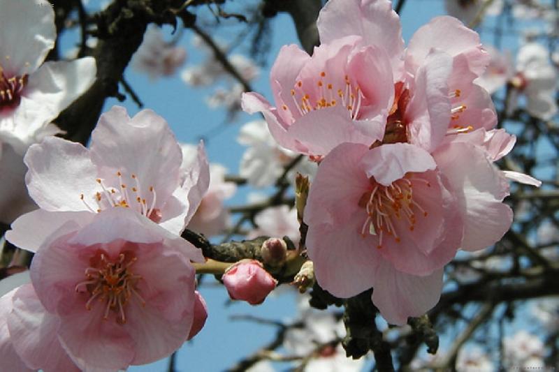 Foto: Jablo�ov� kv�t