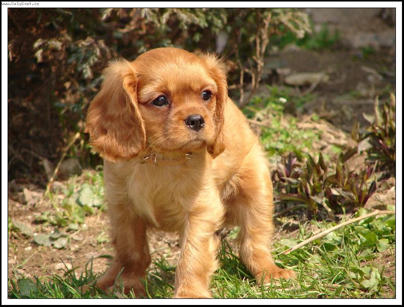 Foto: Kaval�rek-Na pr�zkumu