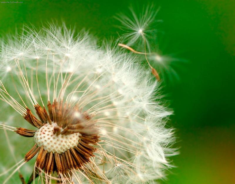 Foto: Odkv�taj�c� pampeli�ka