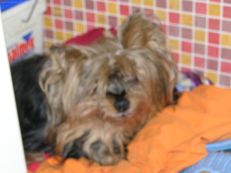 Foto: Sem star�,ale r�da si p�isp�m-N� sice star�,ale super ps�k