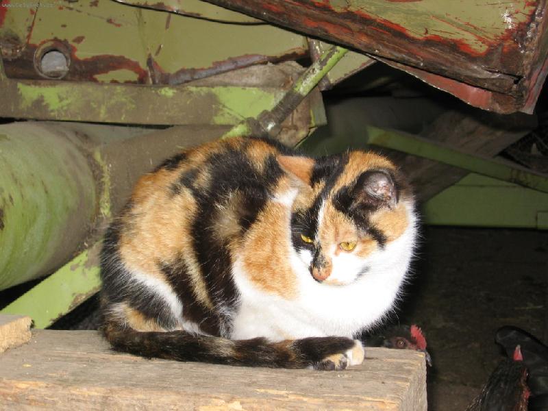 Foto: babi��ina L�zinka-pohodi�ka