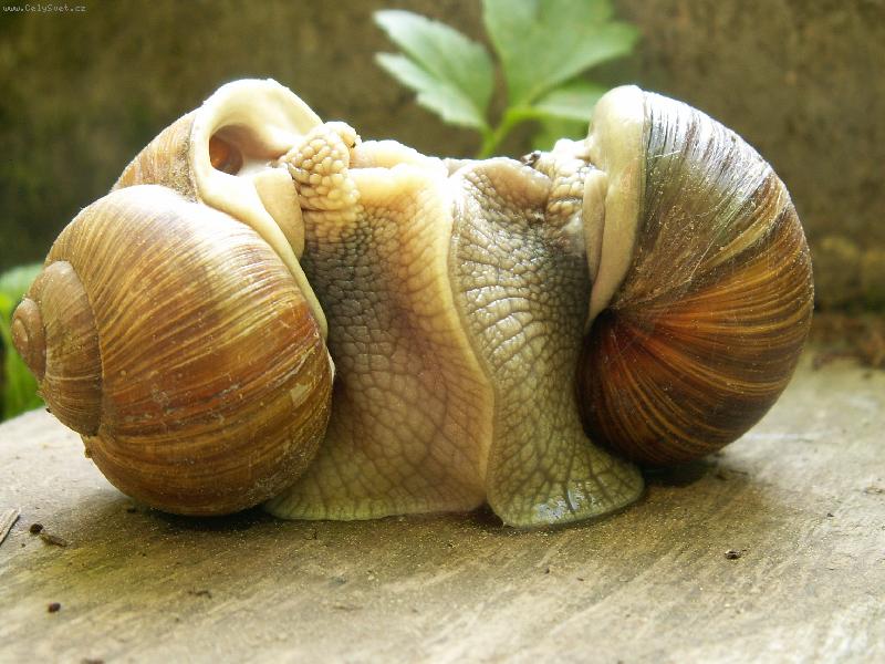 Foto: Vyru�en� �ne�� milenci-13.5.2006 9:39, fotoapar�tem DiMAGE Z3, 2272 x 1704