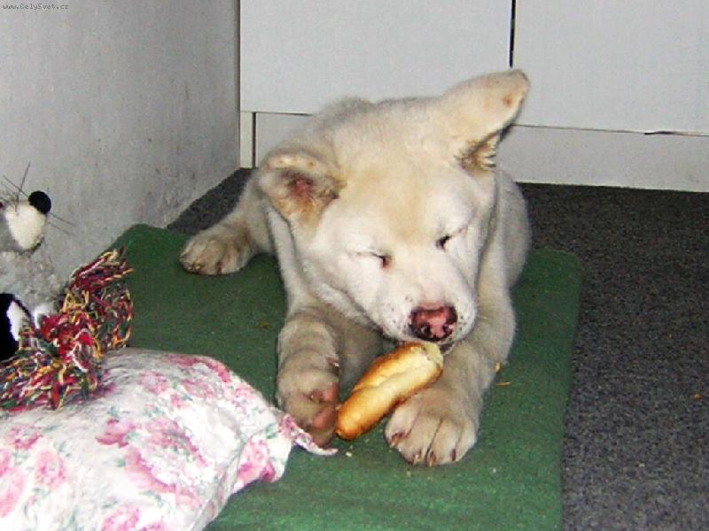 Foto: Akimek 4.m�s�ce-prvn� rohl�k