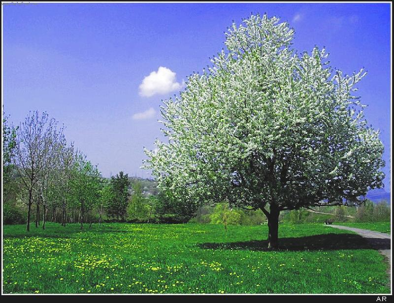 Foto: Samot�� v rozkv�tu-Foceno Panasonic