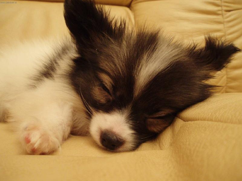 Foto: Spink�m - neru�it-Papilon