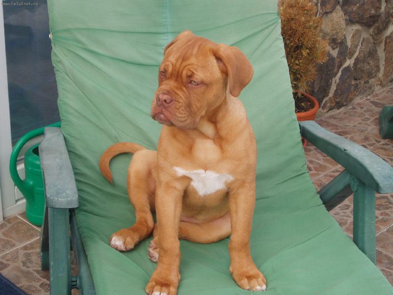 Foto: Samira-fenka Samira Bordeauxsk� doga