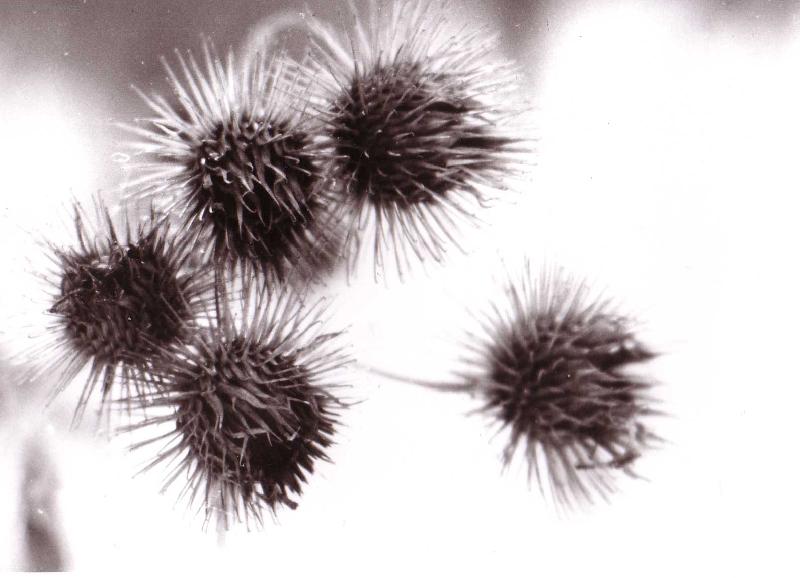 Foto: Bodl�k-..i �ernob�l� kytka vynikne svou jedine�nost�..