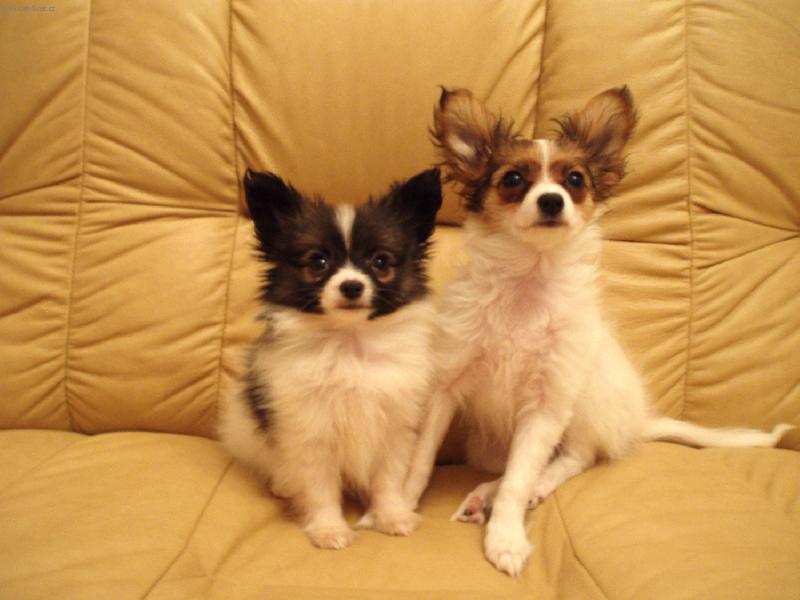 Foto: To je na�e pohov�i�ka ! Reserve !!!-Papilon