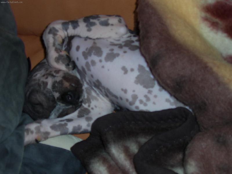 Foto: Acronek p�i odpo�inku