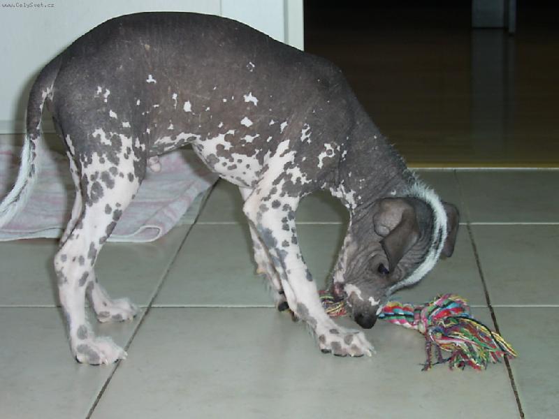 Foto: Acronek p�i hran�