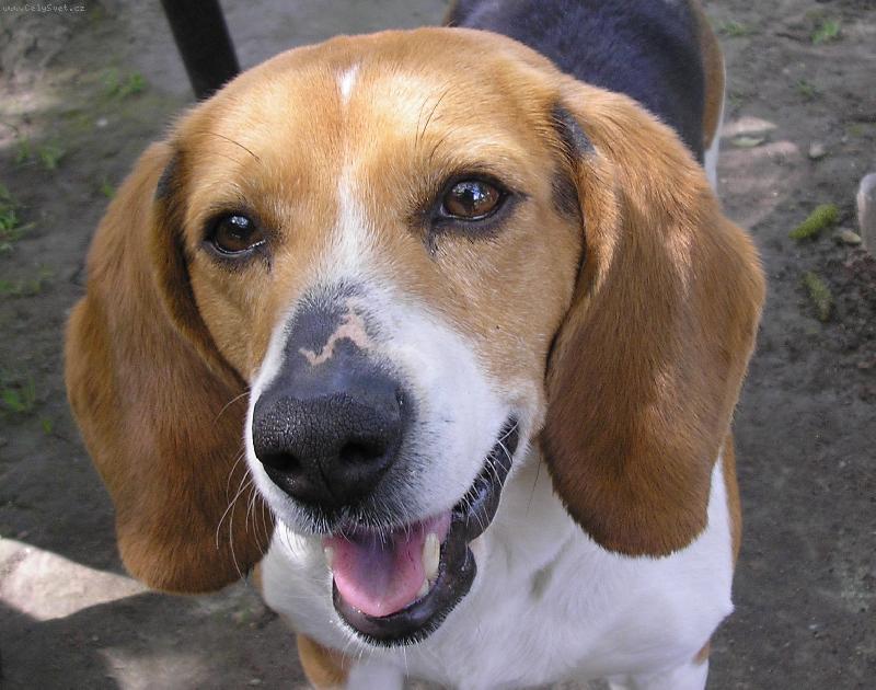 Foto: �e jsem kr�sn�?-To je moje roztomil� fenka.