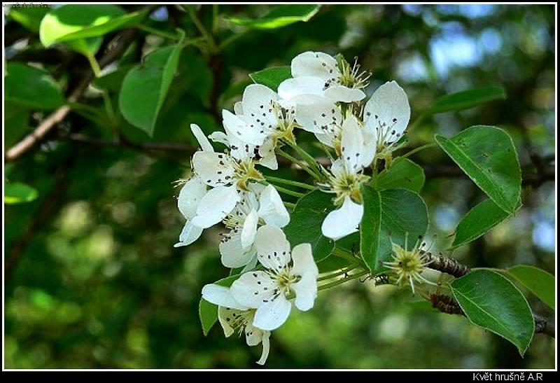 Foto: Kv�t hru�n�