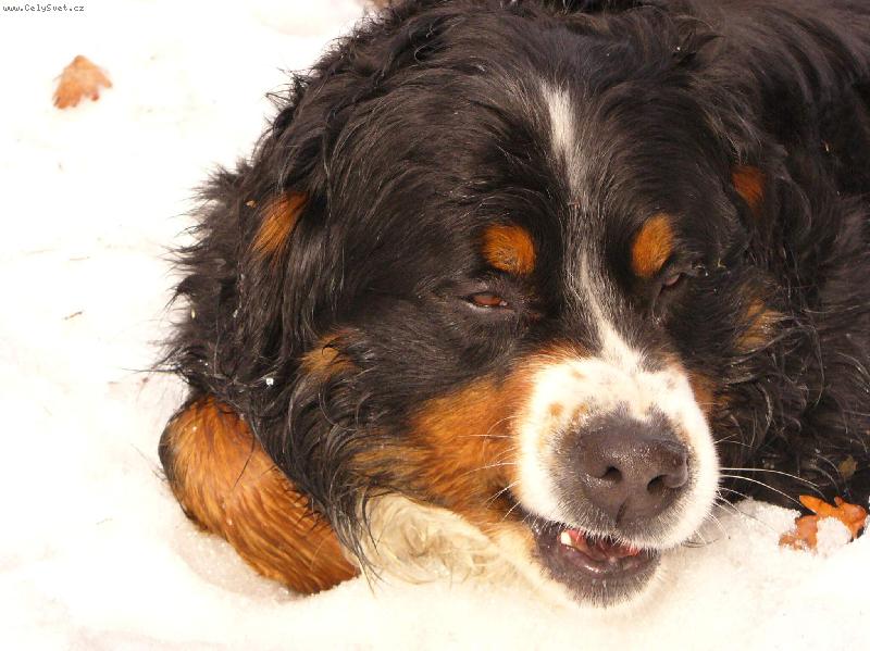 Foto: Bad-Posledn� sn�h