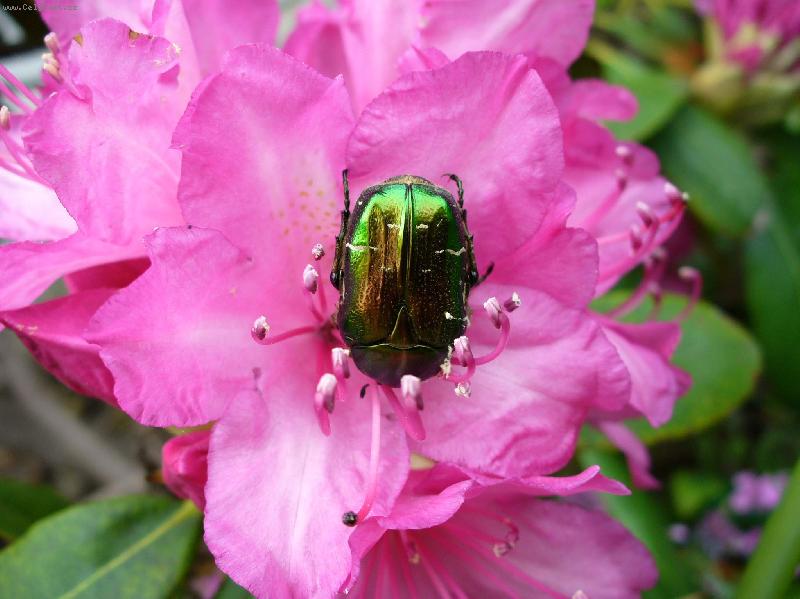 Foto: Brou�ek-Rododendron je lep�� ne� silnice, co mysl�?