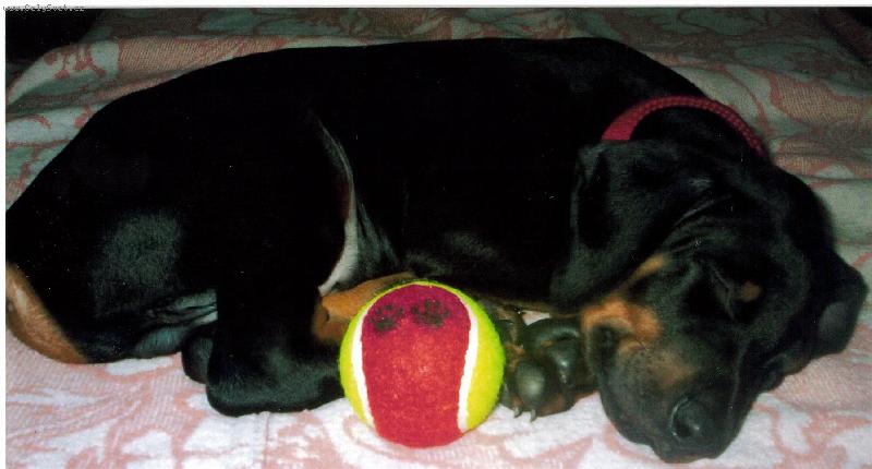 Foto: Moje prvn� hra�ka.Tu nikomu ned�m.-Charlie�ek-mimine�ko