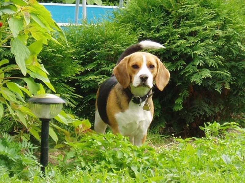 Foto: Jackie-R�da se schov�v�m.