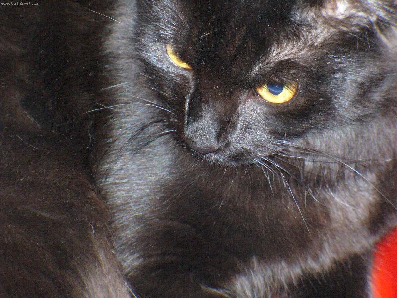 Foto: Mike�-Dom�c� mazl��ek