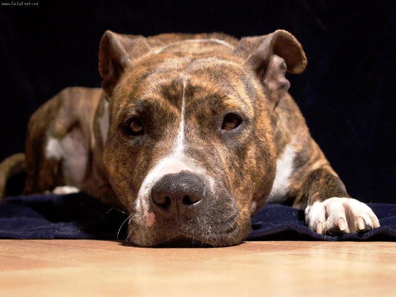 Foto: U� toho focen� nech...