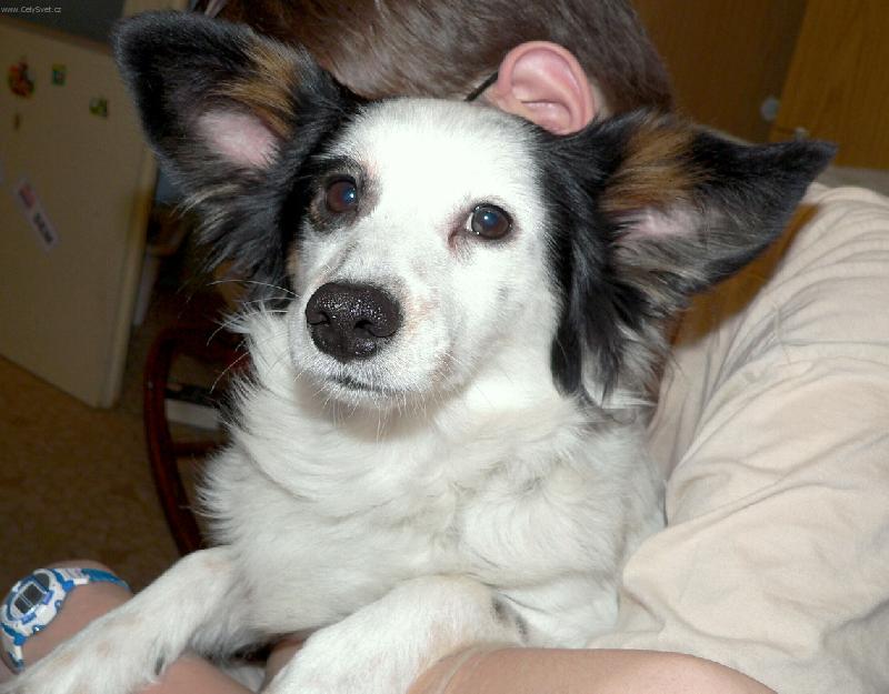 Foto: BEN�K-N� Ben��ek u�at� vedle  ucha m�ho syna