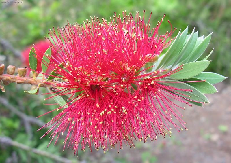 Foto: �erven� kv�t.