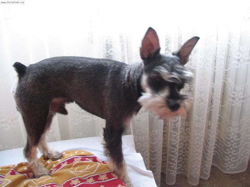 Foto: benysek-cerstve ostrihan