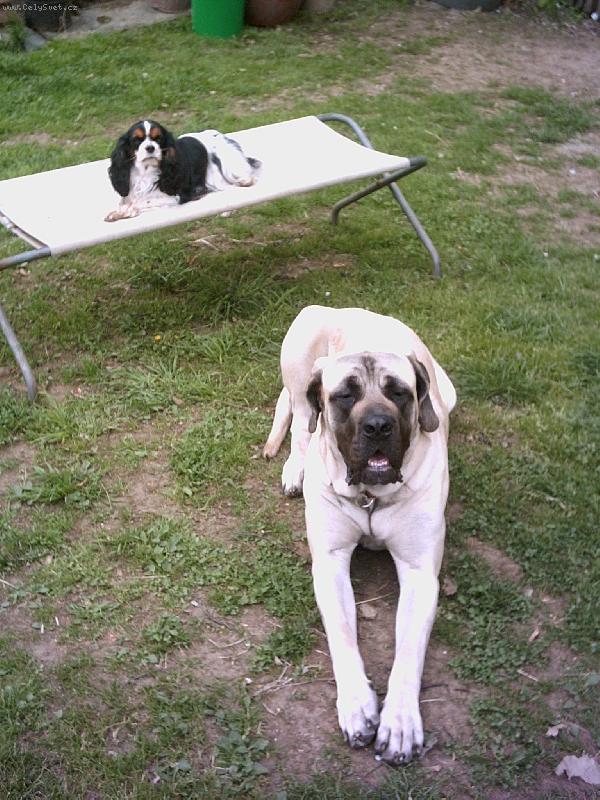 Foto: F�fa a Jane-�e jim to slu��,F�fa-mastif,Jane- Kaval�r