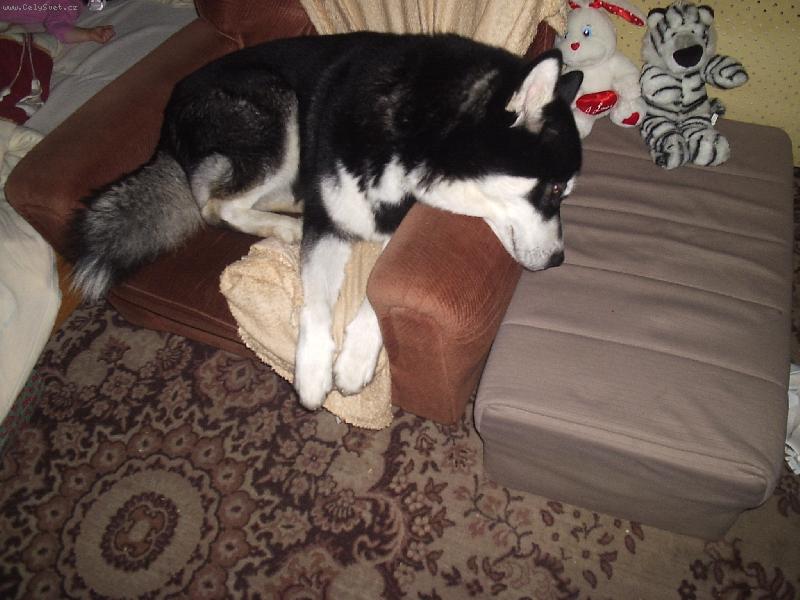 Foto: Hrozn� r�d sp�m v k�esle