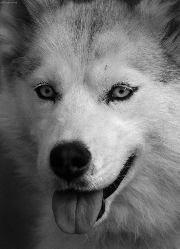 Foto: modrook� krasavec-kuk, to m�m kr�sn� o�i, �ejo