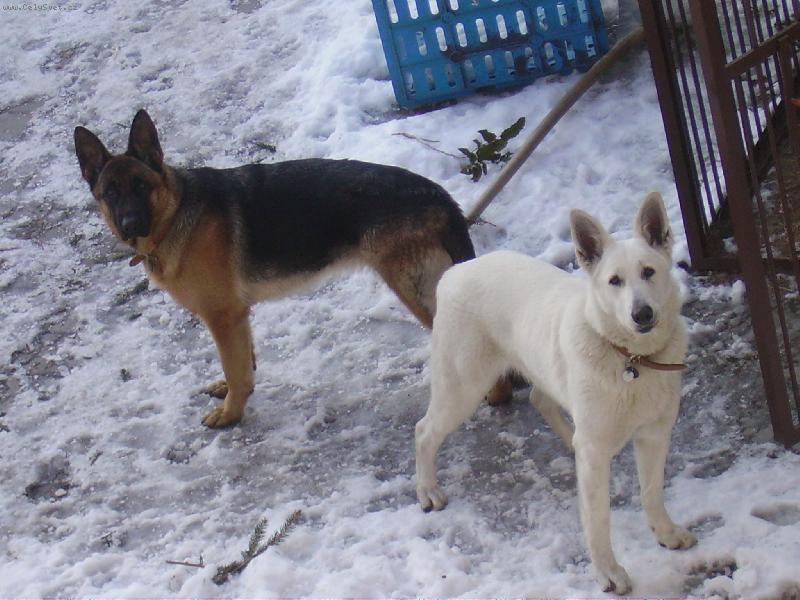 Foto: �v�carsk� a n�meck� ov��k...-Kerry a Bella