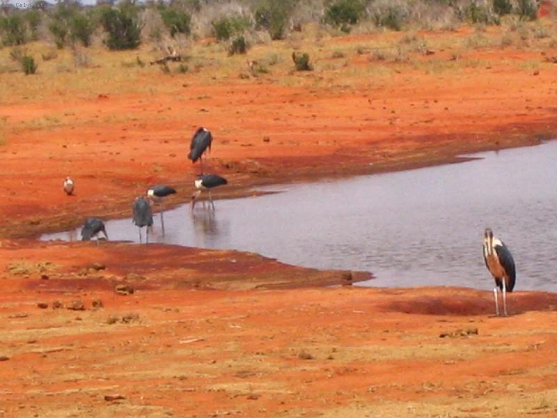 Foto: ��pi marabu u napajedla-n�rodn� park Tsavo
