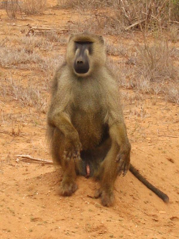 Foto: pavi�n-n�rodn� park Tsavo