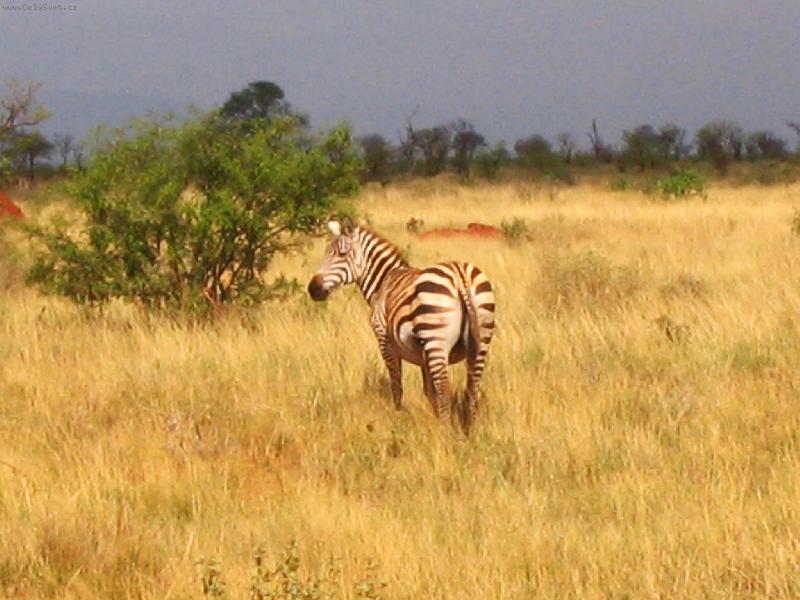 Foto: zebra-n�rodn� park Tsavo