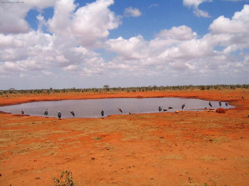 Foto: marabuov� u napajedla-n�rodn� park Tsavo