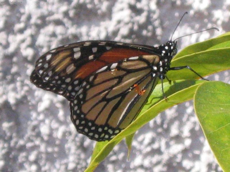 Foto: mot�l-Kan�rsk� ostrovy