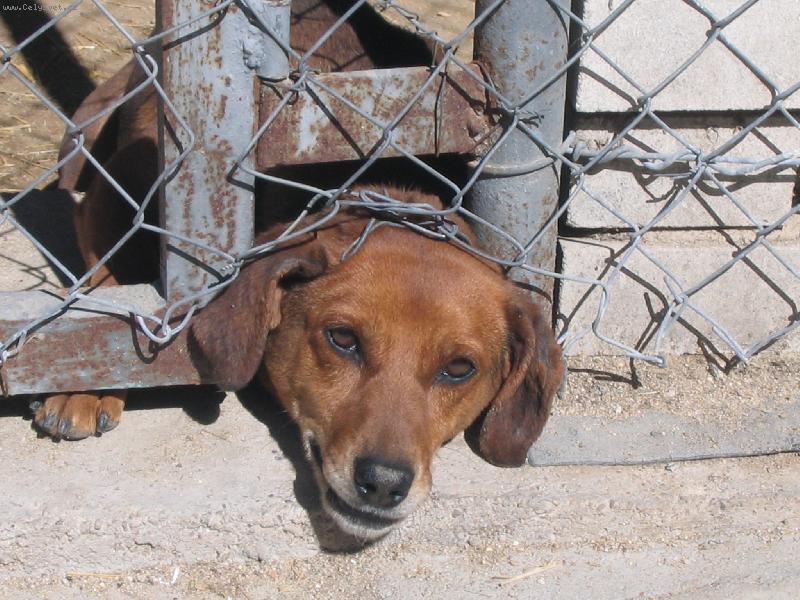 Foto: zv�dav� jezev��k