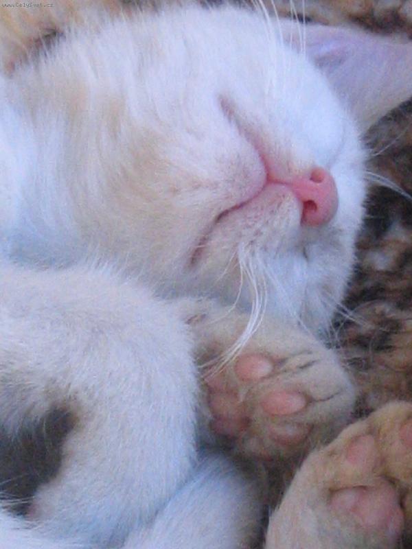 Foto: sp�c� kot�2