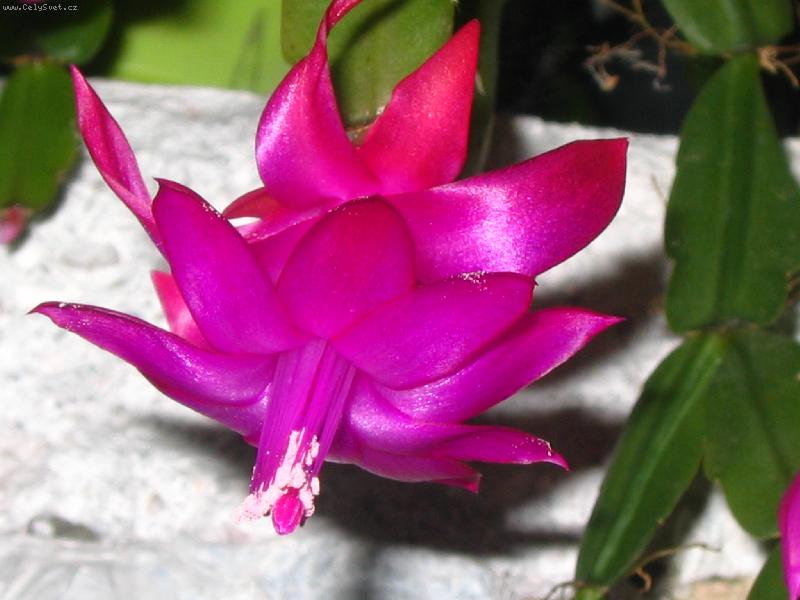 Foto: v�no�n� kaktus