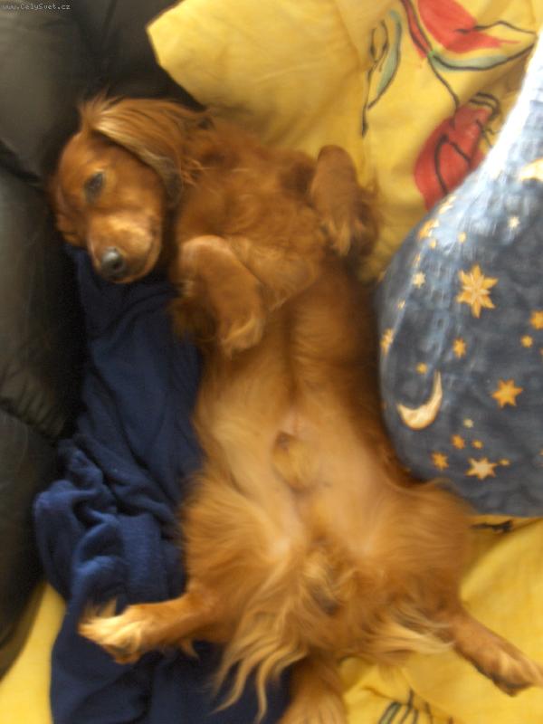 Foto: Sir Bobyard-Z�ti�� s relaxuj�c�m jezev��kem